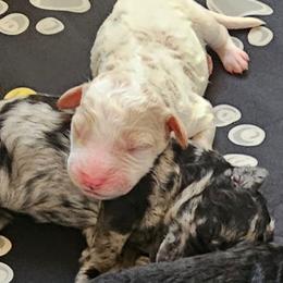 Goldendoodle, Poodle, and Schnoodle Puppies from Gaga's Doodles
