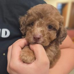 Han Solo - Brown merle male Aussiedoodle puppy in Cumberland, Rhode Island from W Doodle Crew