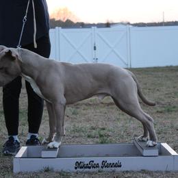 Gojo - Fawn male American Pit Bull Terrier puppy in Kenly, North Carolina from Mika Tica Kennels