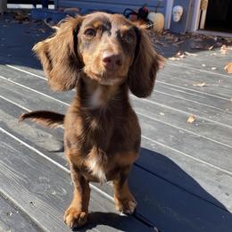 Beann - Dachshund