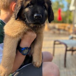 Yellow -Boy - Yellow male Leonberger puppy in Gilmanton, New Hampshire from Stonewall Leonbergers