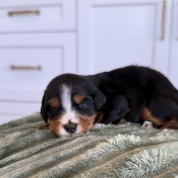 Bernedoodle, Cavapoo, Havanese, and Havapoo Puppies from Lady Paws Puppies - Cassie