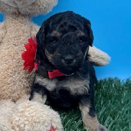 Skye - Phantom female Goldendoodle puppy in Cape Coral, Florida from Nay Nays Mini Doodles