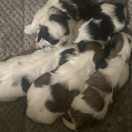 Shih Tzu Puppies from Added family