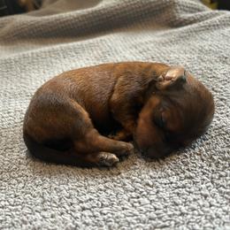 G2 - Chocolate and cream female Dachshund puppy in Harpers Ferry, West Virginia from Brandie Kelley