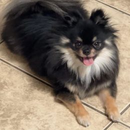 Hayami - Pomeranian
