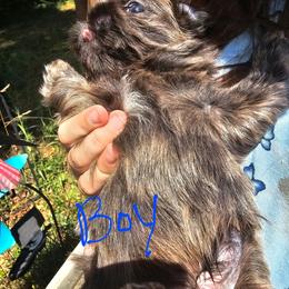 Boy 1 - Silver gold and white male Shih Tzu puppy in Springville, Indiana from DeFord Shih Tzu