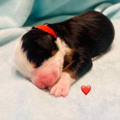 Red Boy - Bernese Mountain Dog puppy from Blacksburg Berners