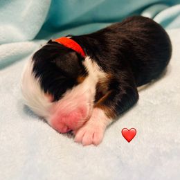 Red Boy - Bernese Mountain Dog puppy from Blacksburg Berners