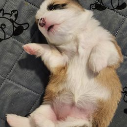 Pembroke Welsh Corgi Puppies from Corgis of Avalon