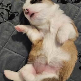 Pembroke Welsh Corgi Puppies from Corgis of Avalon