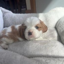 Blenheim Boy - Blenheim male Cavalier King Charles Spaniel puppy in Raymondville, Missouri from Puppy PlayPen