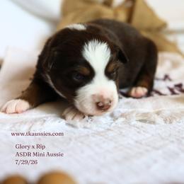 Arrow- Red Tri Male - Red tri male Miniature Australian Shepherd puppy in Nacogdoches, Texas from TK Standard, Mini, & Toy Aussies