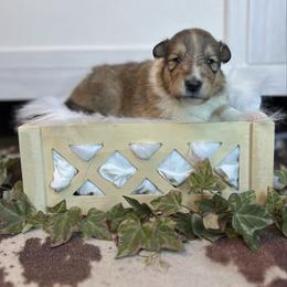 Vecna - Sable male Collie puppy in Chilhowie, Virginia from Jolly Collies