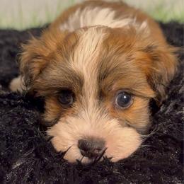 Benjamin - White male Havanese puppy in Clermont, Florida from Country Sweet Havanese and Creative Coaching