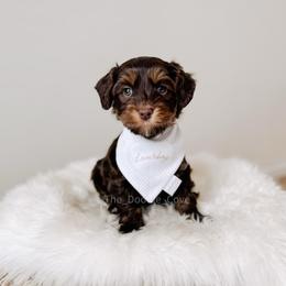 Aloha - Love litter - Chocolate male Australian Labradoodle puppy in Syracuse, Florida from The Doodle Cove
