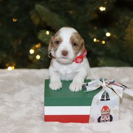 Red - Caramel male Australian Labradoodle puppy in Calhoun, Louisiana from Arrowhead Australian Labradoodles