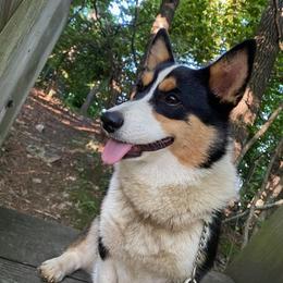 Pembroke Welsh Corgi All Grown Up from Camelot Corgis