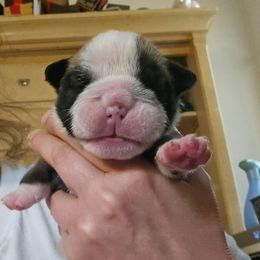 Girl 1 - Red and white female Bulldog puppy in Lexington, Kentucky from E. Clive Bulldogs