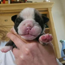 Girl 1 - Red and white female Bulldog puppy in Lexington, Kentucky from E. Clive Bulldogs