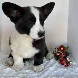 Rory - Brindle and white male Cardigan Welsh Corgi puppy in Pattonville, Texas from Espuela Cardigan Welsh Corgis
