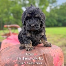 Cinder - Phantom female Bernedoodle puppy in Grove, Oklahoma from Guinn Family Farms