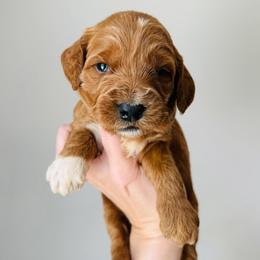 Aspen - Red  female Goldendoodle puppy in Auburn, Indiana from Martin’s Doodles