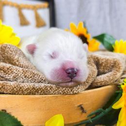 Misty - White and biscuit female Samoyed puppy in West Jordan, Utah from Rocky Mountain Samoyeds