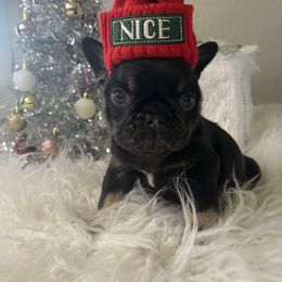 French Bulldog Puppies from Mountain Frenchies 915