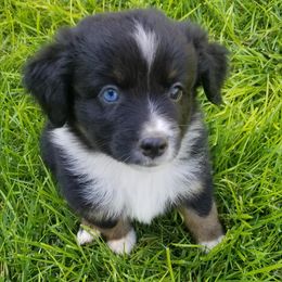 Miniature Australian Shepherds, Toy Australian Shepherds, and Yorkshire Terriers from Bullish R Ranch