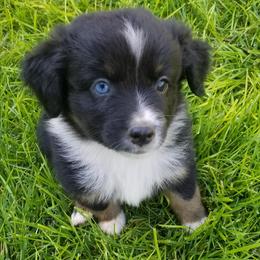 Miniature Australian Shepherds, Toy Australian Shepherds, and Yorkshire Terriers from Bullish R Ranch