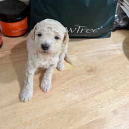 Bell - Cream female Goldendoodle puppy in Cherry Tree, Pennsylvania from Plum Creek Acres Next Generation