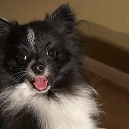 Pomeranians from Mandy's Precious Poms