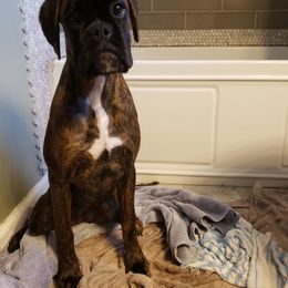 Boxer Puppies from Crescent City European Boxers