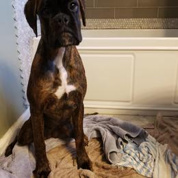 Boxer Puppies from Crescent City European Boxers