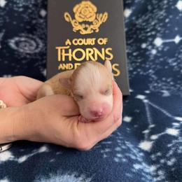 Lucian - Red and white male Pomsky puppy in Sumter, South Carolina from Emerald Skies Pomskies