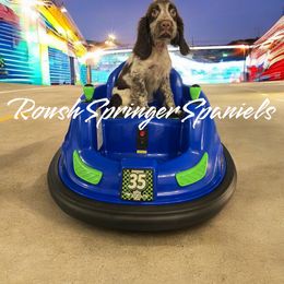 ADAM (boy 1) - Liver and white English Springer Spaniel puppy in Mobile, Alabama from Roush English Springer Spaniels