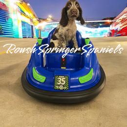 ADAM (boy 1) - Liver and white English Springer Spaniel puppy in Mobile, Alabama from Roush English Springer Spaniels