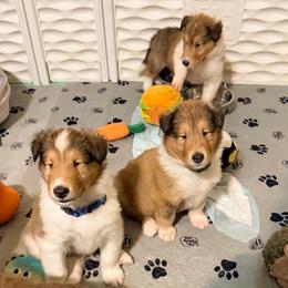Blue, Green, Yellow, Gray, Red, Light Green, White - Sable and white male Collie puppy in Newburgh, New York from Eye Spy