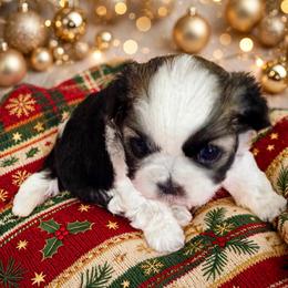 Shichon and Shih Tzu Puppies from Angie’s Teddy Bear Puppies Minnesota