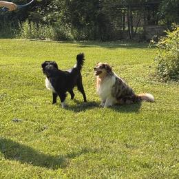 Miniature Australian Shepherd Puppies from Southern Oak Pups