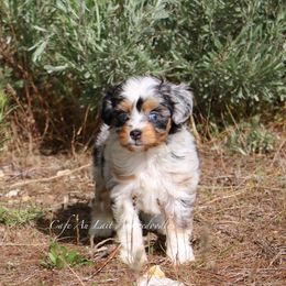 Aussiedoodle All Grown Up from Cafe Au Lait Aussiedoodles, LLC