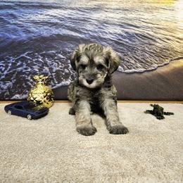 Kona (Milo II) - White male Schnoodle puppy in Tucson, Arizona from Smart Schnauzers & Schnoodles