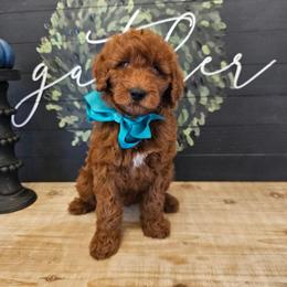 Teal female - Red  female Goldendoodle puppy in Haughton, Louisiana from Bailey’s Cajun Canines