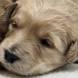 Girl 5 - Cream female Goldendoodle puppy in Milford, Michigan from Servant Kennel