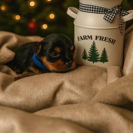 Frost - Black and tan male Yorkshire Terrier puppy in Goode, Virginia from Glass Hill Yorkies