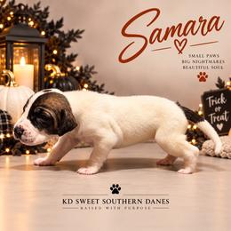 Samara - Brindle female Great Dane puppy in Montgomery, Texas from KD Sweet Southern Danes