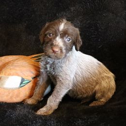 Boy 1 - Brown and gray male Wirehaired Pointing Griffon puppy in Afton, Wisconsin from Daehler's Wirehaired Pointing Griffons