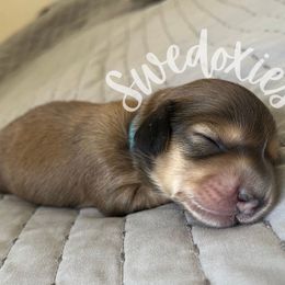 Winnie - Cream male Dachshund puppy in Lansing, Michigan from Swedoxies