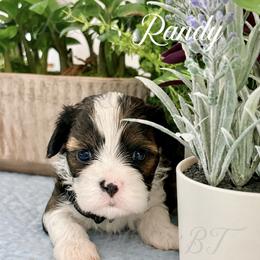 Randy - Black gold and white male Cavatzu puppy in Grove, Oklahoma from Rocky Oak Cavaliers & Biewer Terriers LLC